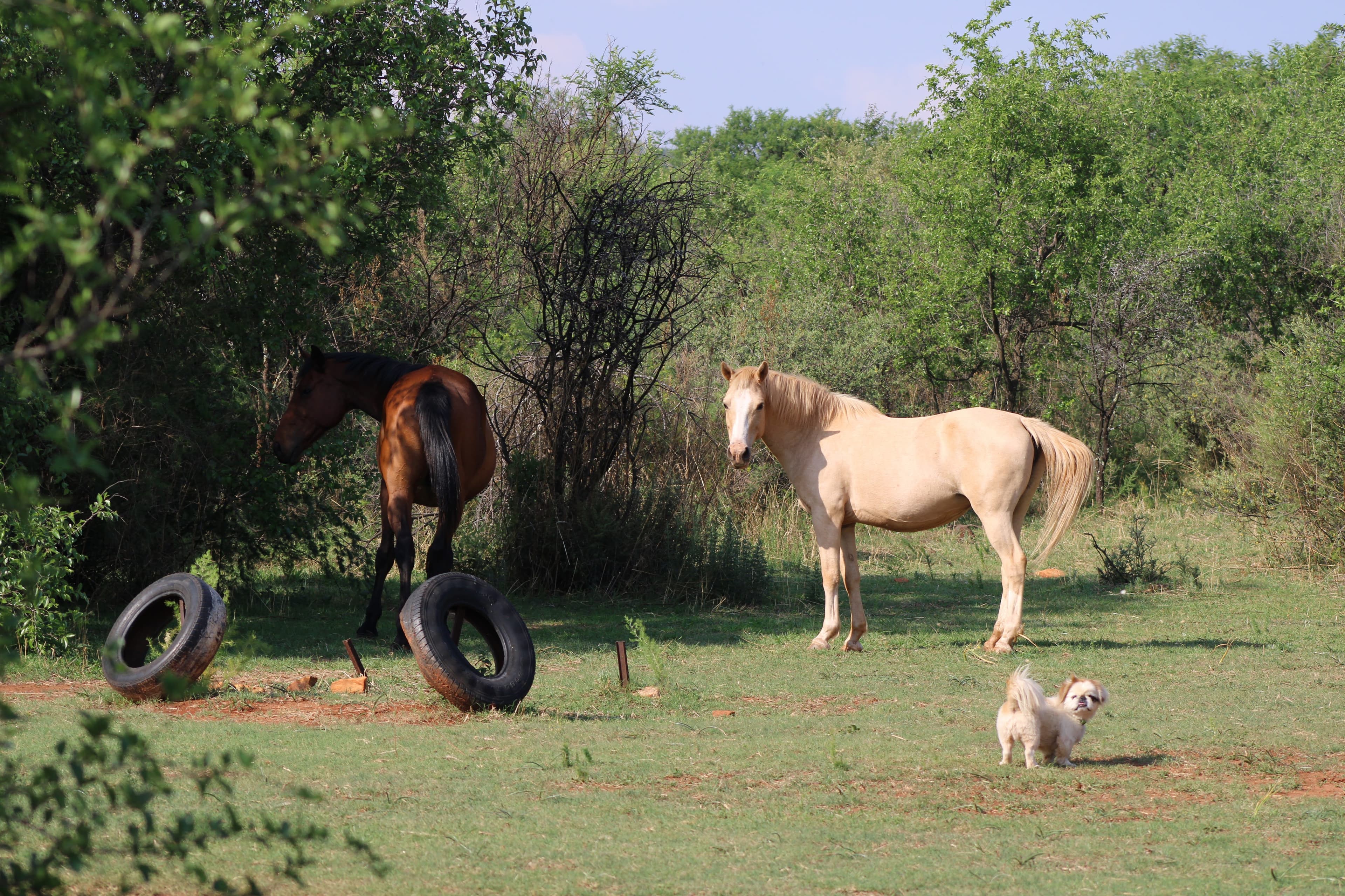 Pasio Life — horses1