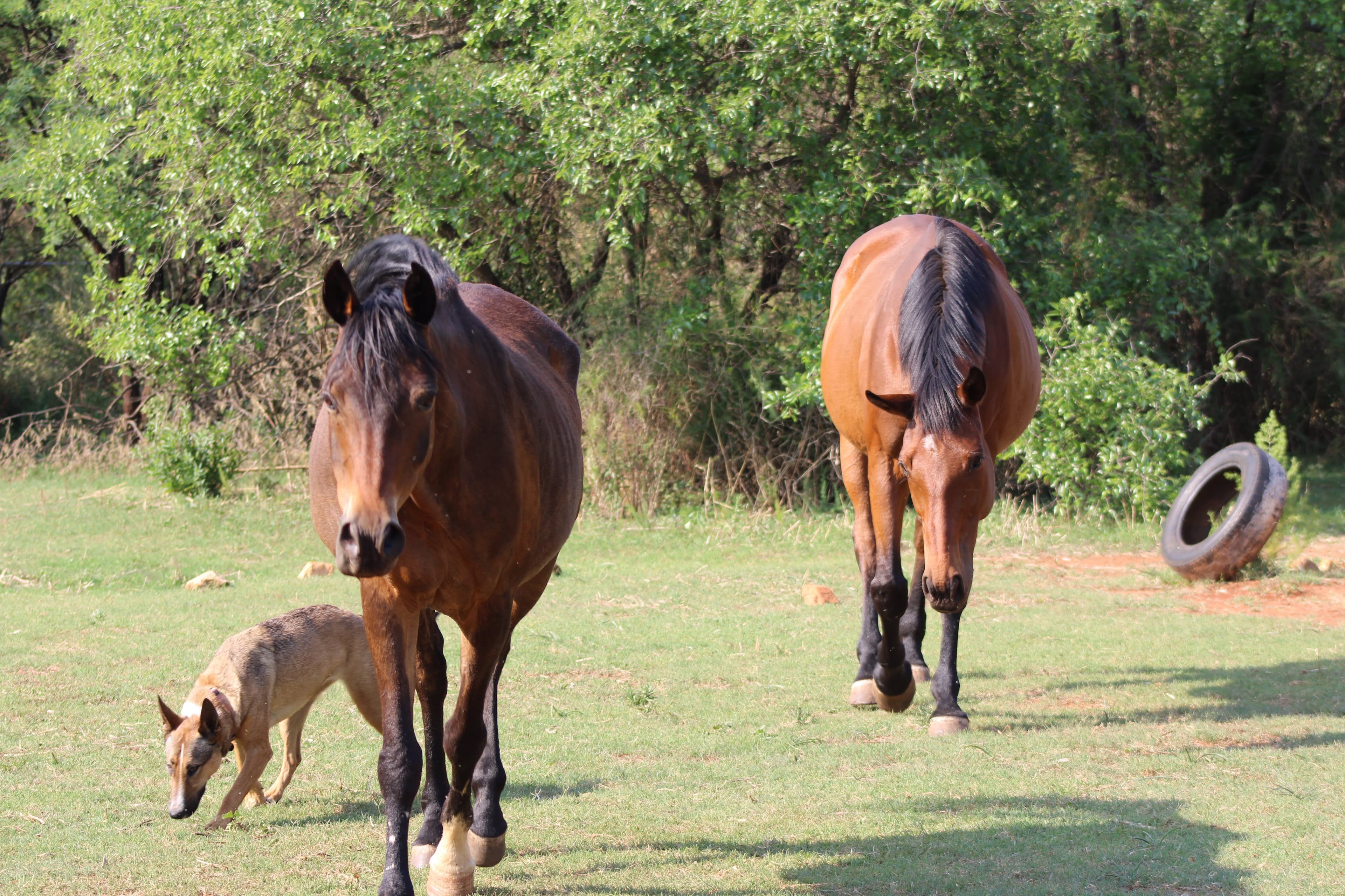 Riding Lessons