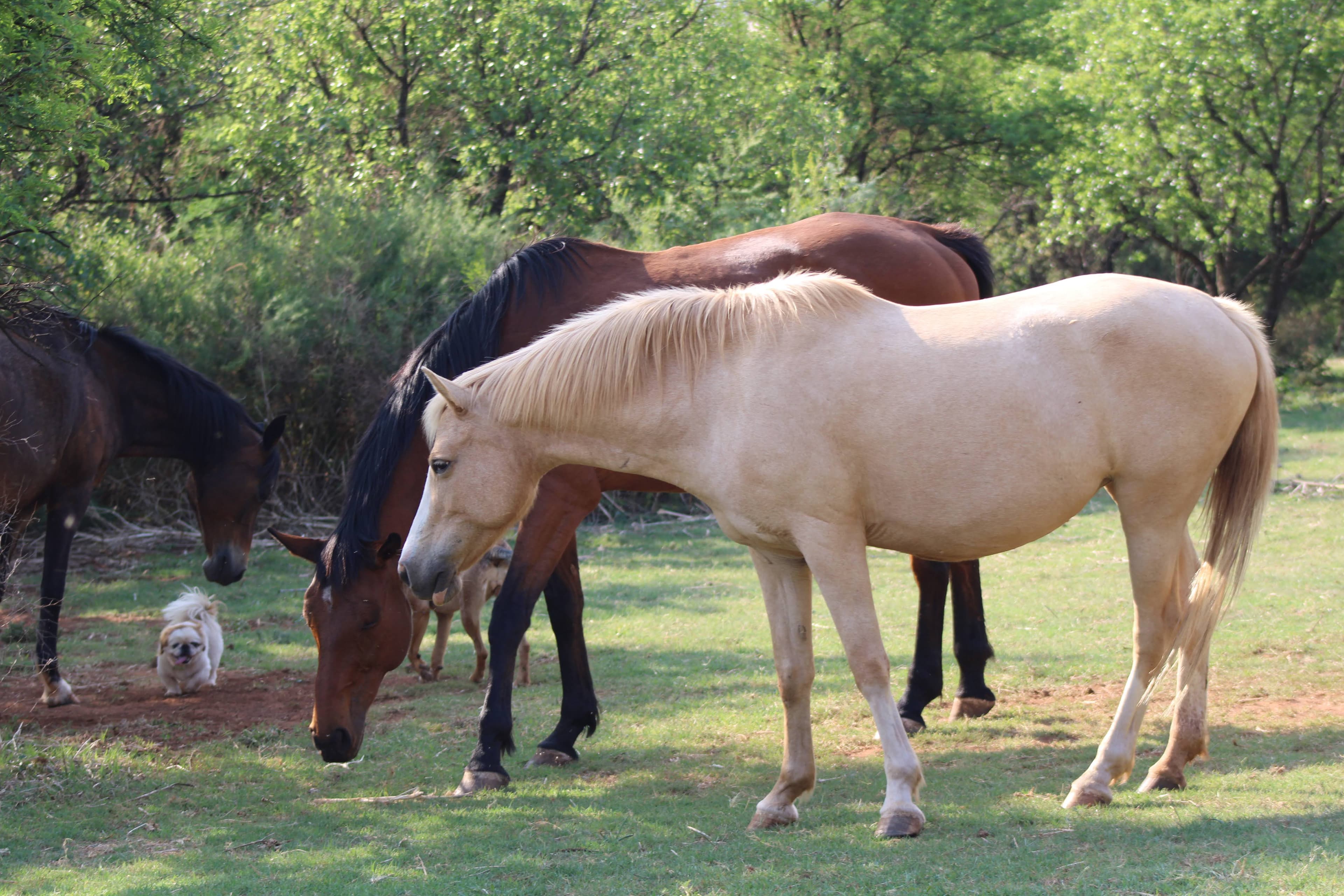 Pony Camps