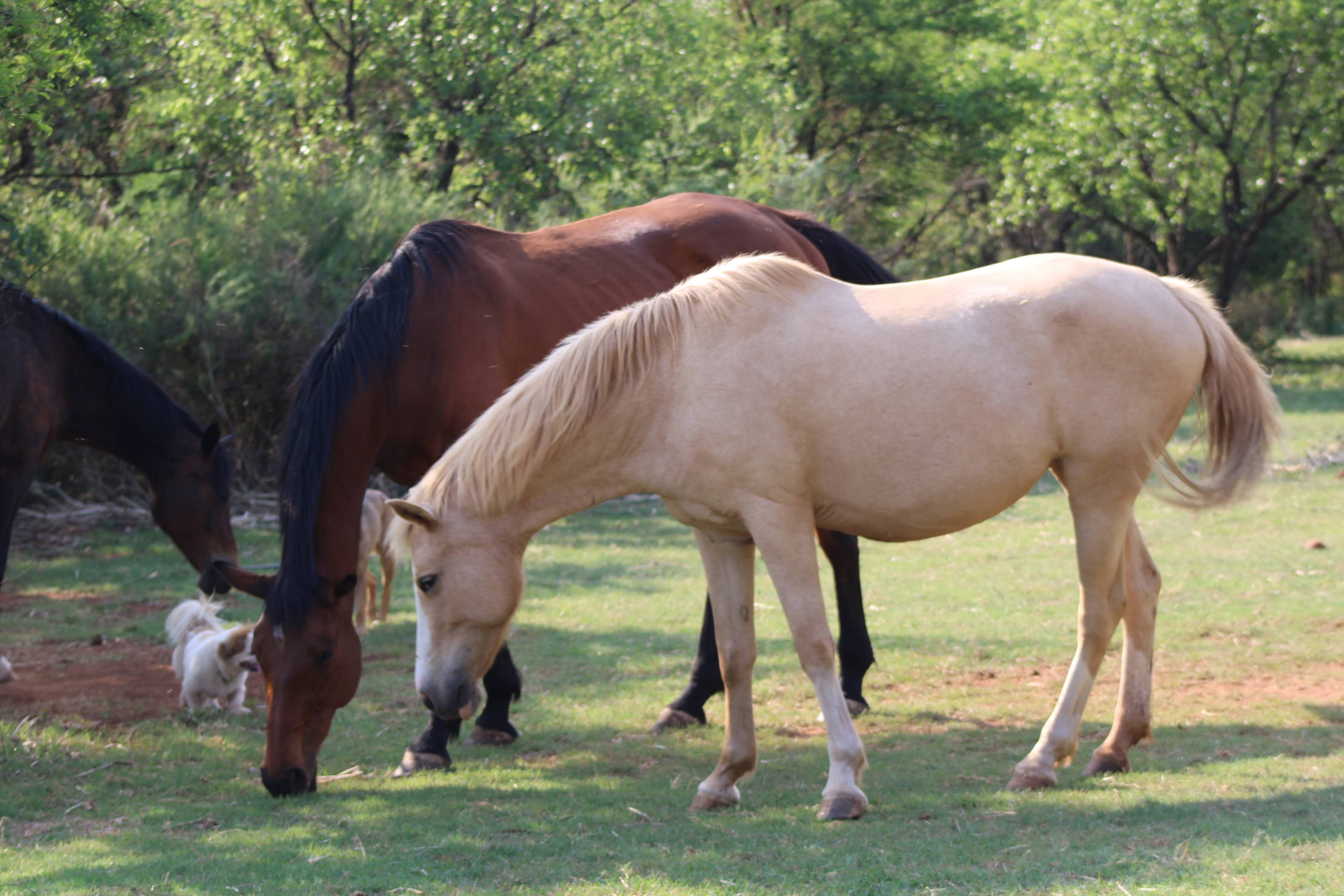 Pasio Life — horses4