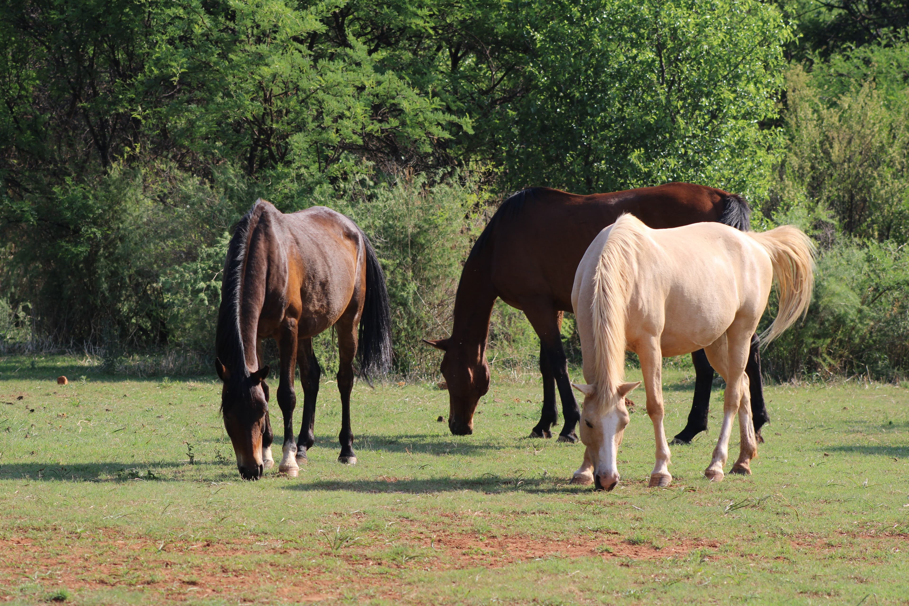 Pasio Life — horses6