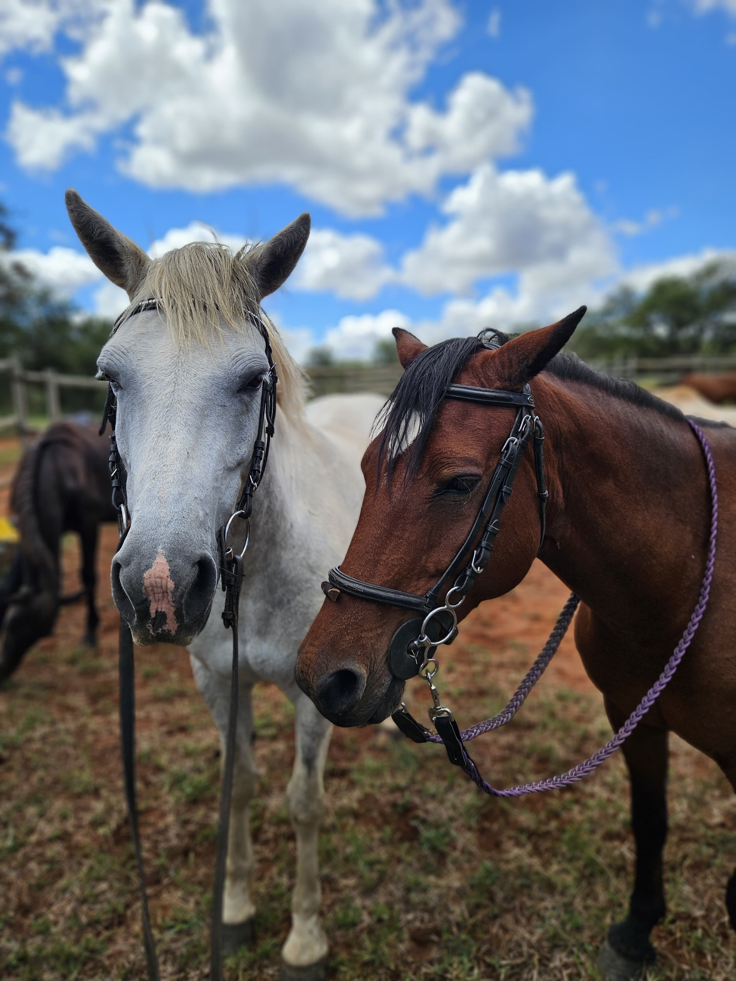 Horse Riding Trails