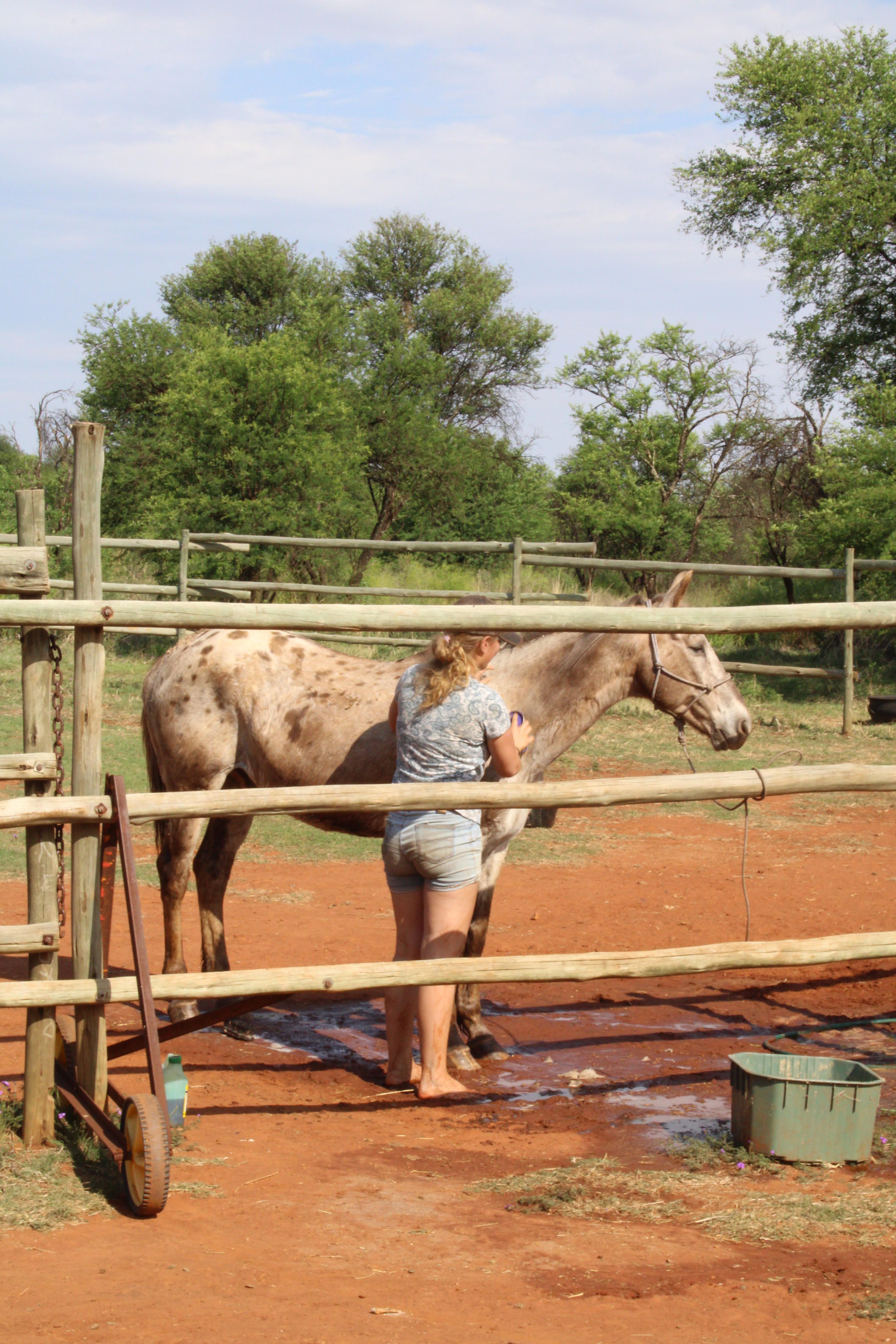 Pony Camps
