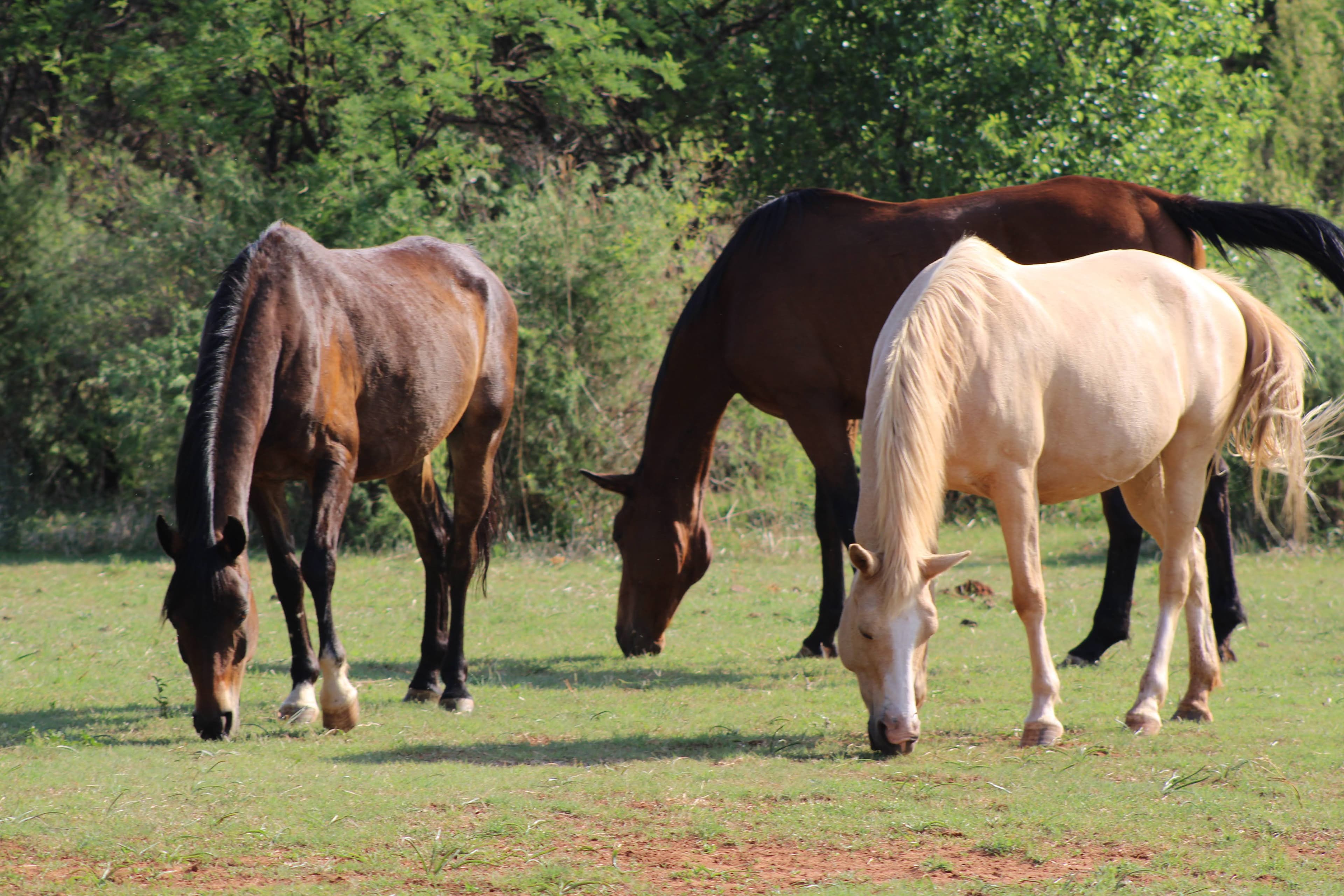 Horse Riding Lessons